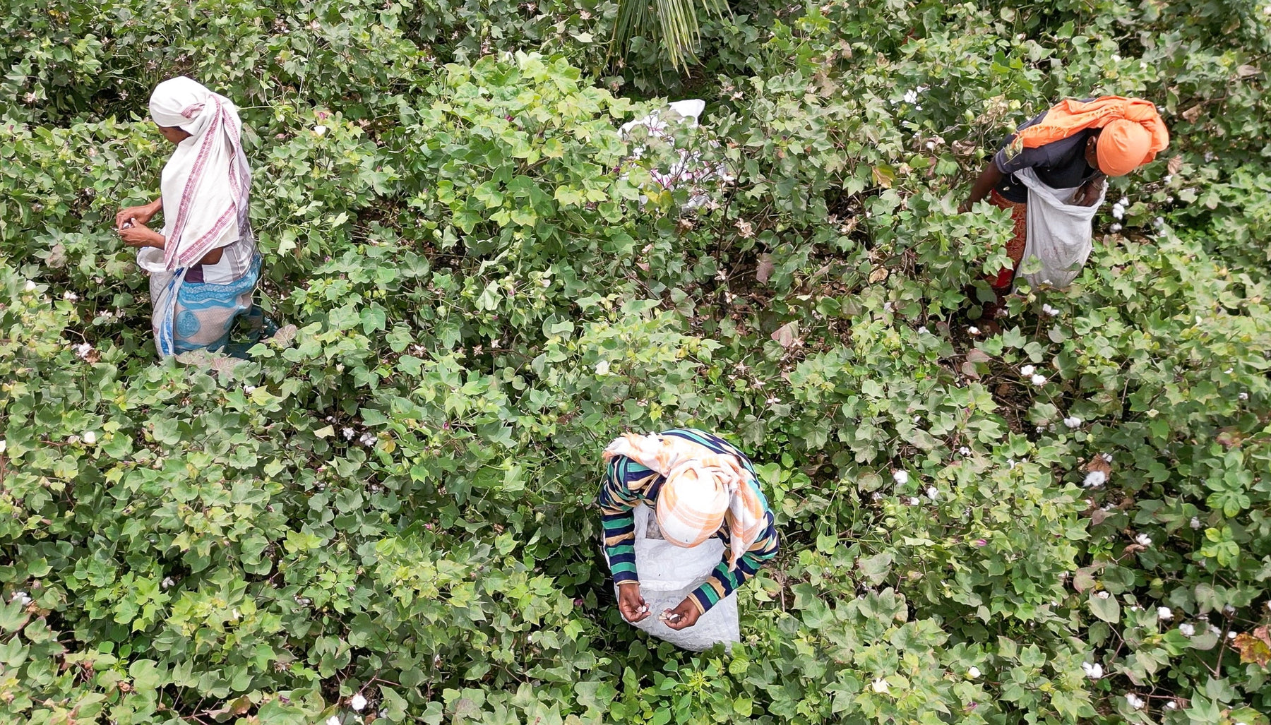 Fairtrade Cotton Impact Report 2025
