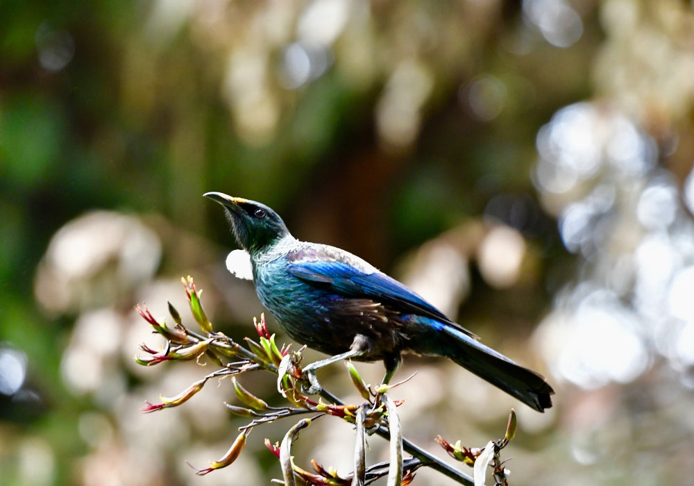 Attract native birds and bugs to your backyard