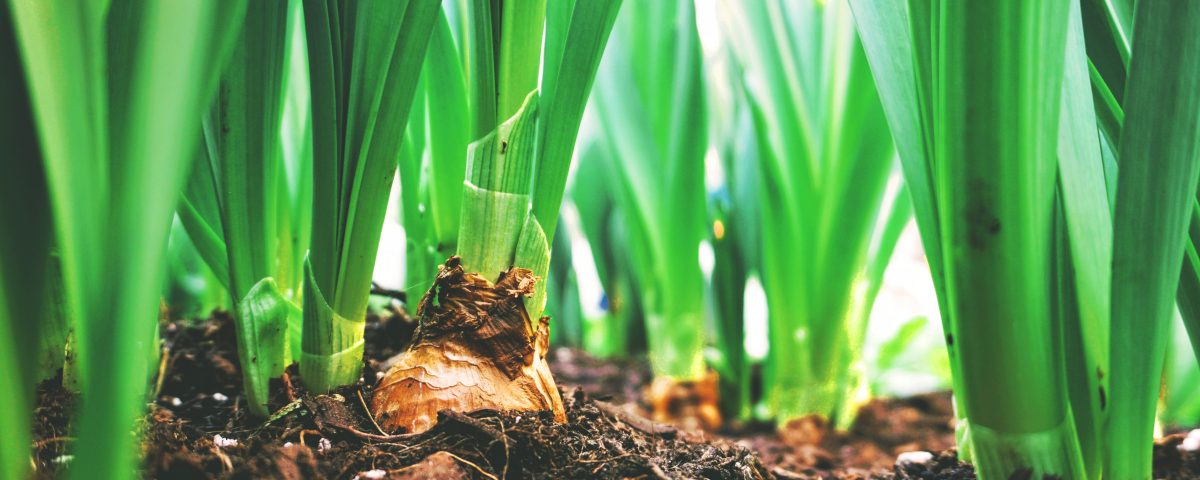 Fact or fiction: The truth about compostable bags