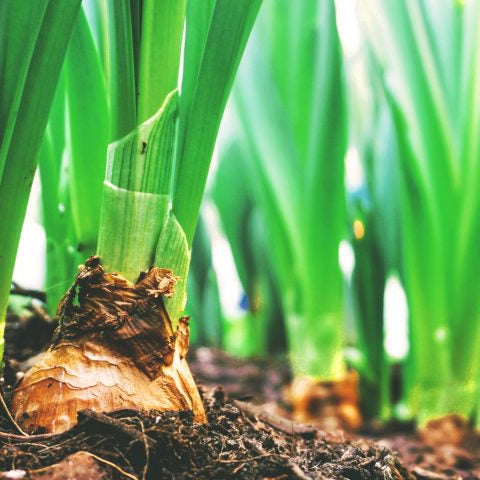 Fact or fiction: The truth about compostable bags