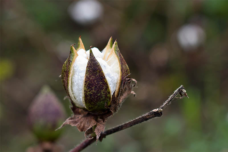 Is Cotton Sustainable?