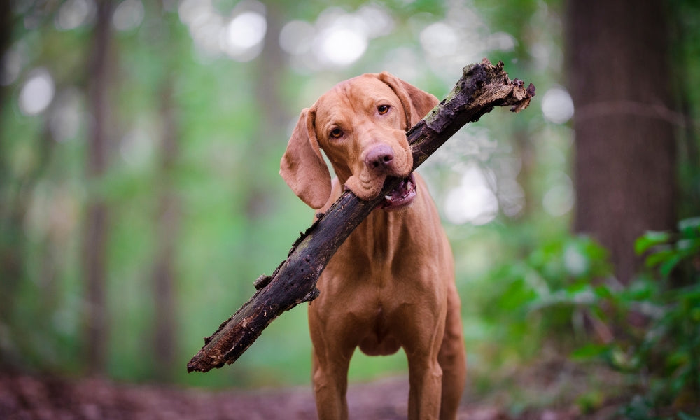 The pawfect giveaway for dogs owners!