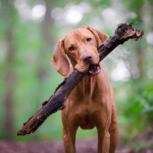 The pawfect giveaway for dogs owners!