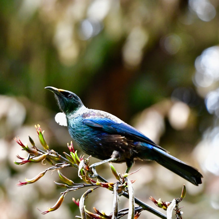 Attract native birds and bugs to your backyard