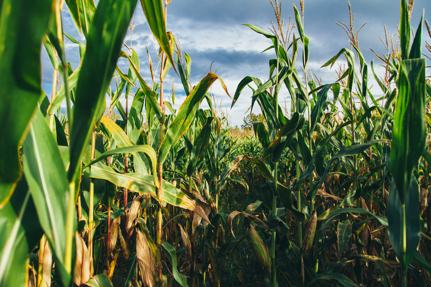 Does your compostable bag really contain corn?