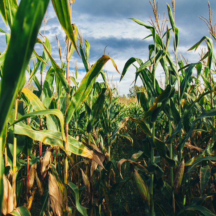 Does your compostable bag really contain corn?