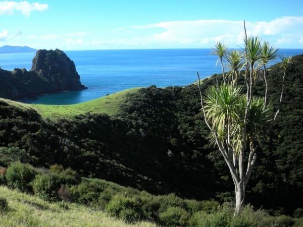 Natives for Northern Coromandel