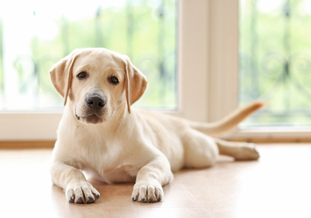 A step-by-step guide to building your own backyard dog poop composter