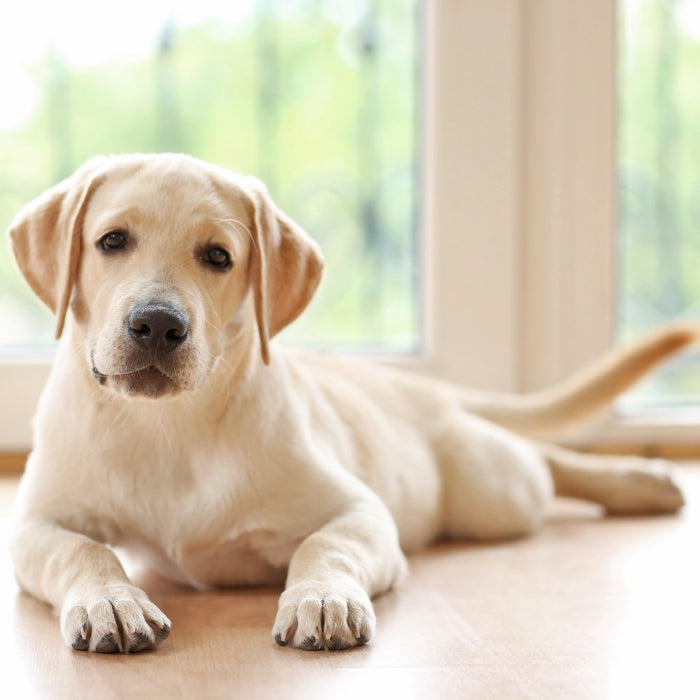 A step-by-step guide to building your own backyard dog poop composter