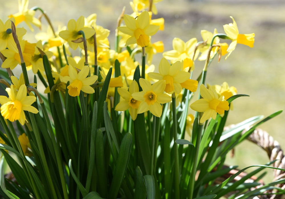 Eco-friendly ideas for a greener Spring