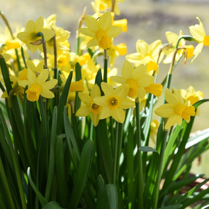 Eco-friendly ideas for a greener Spring