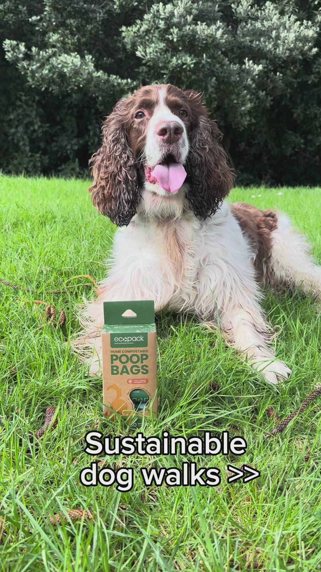 Ecopack compostable dog poop bags for sustainable dog walks